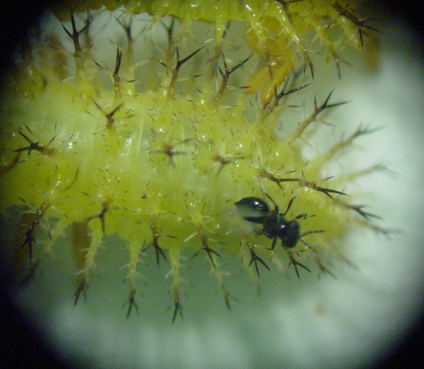 Pediobius attacking MBB larva